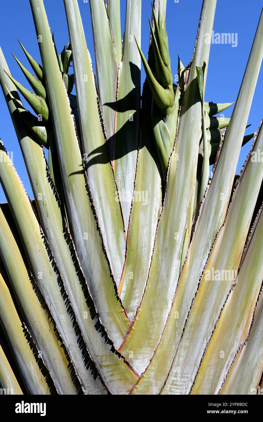 Traveller's tree (Ravenala madagascariensis) is a monocotyledonous ...