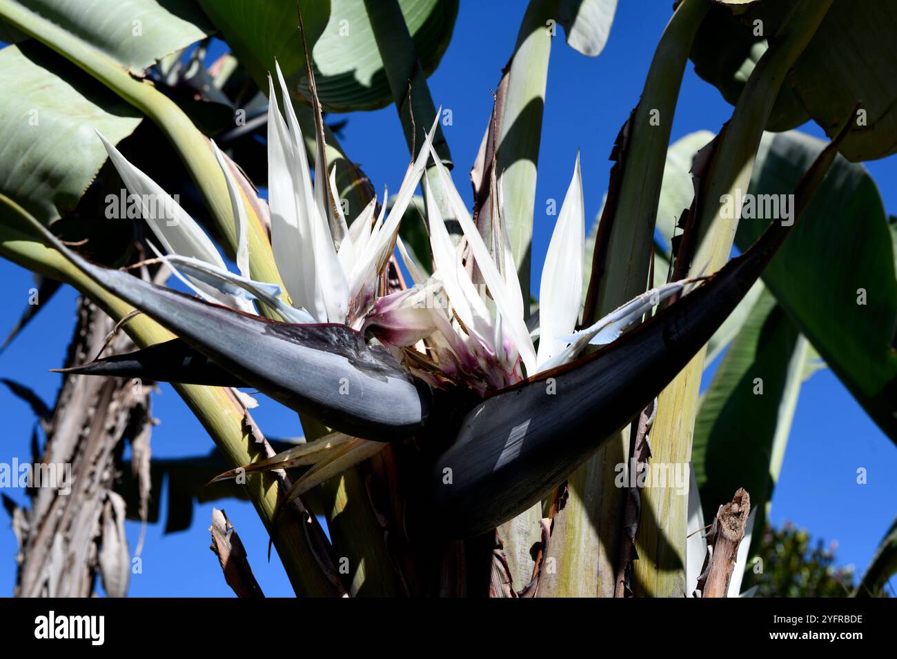 Traveller's tree (Ravenala madagascariensis) is a monocotyledonous ...