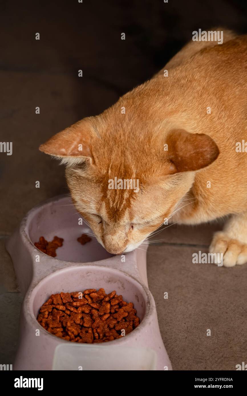 Street cat eating food given by volunteers. Photo of stray homeless cat eating food at special place outdoor where people helping cats to survive. Nob Stock Photo