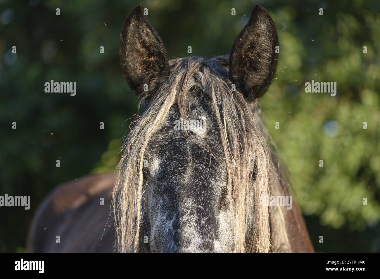 Draft Horse portrait in a pasture in the french country Stock Photo - Alamy