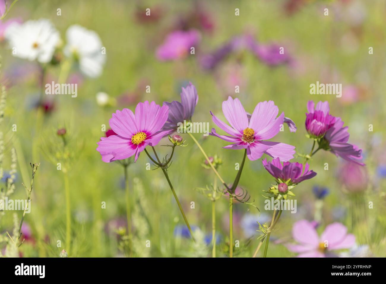 Protect our insects hi-res stock photography and images - Alamy