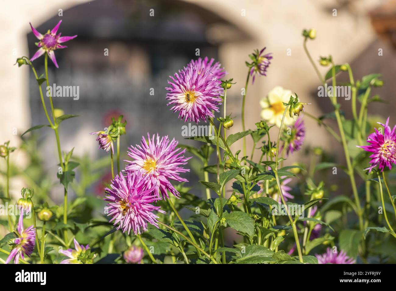 Dahlias and the urban garden hi-res stock photography and images - Alamy