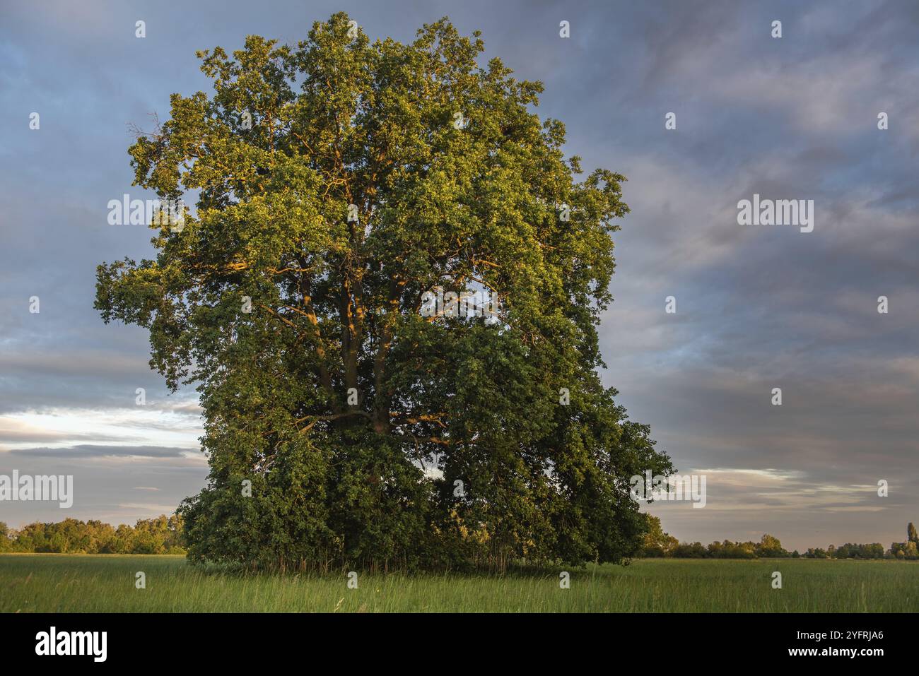 Large oak tree in a meadow on a spring evening in the French ...