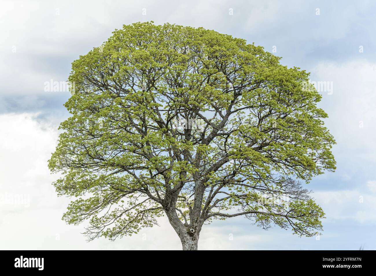 Silhouette maple tree hi-res stock photography and images - Alamy