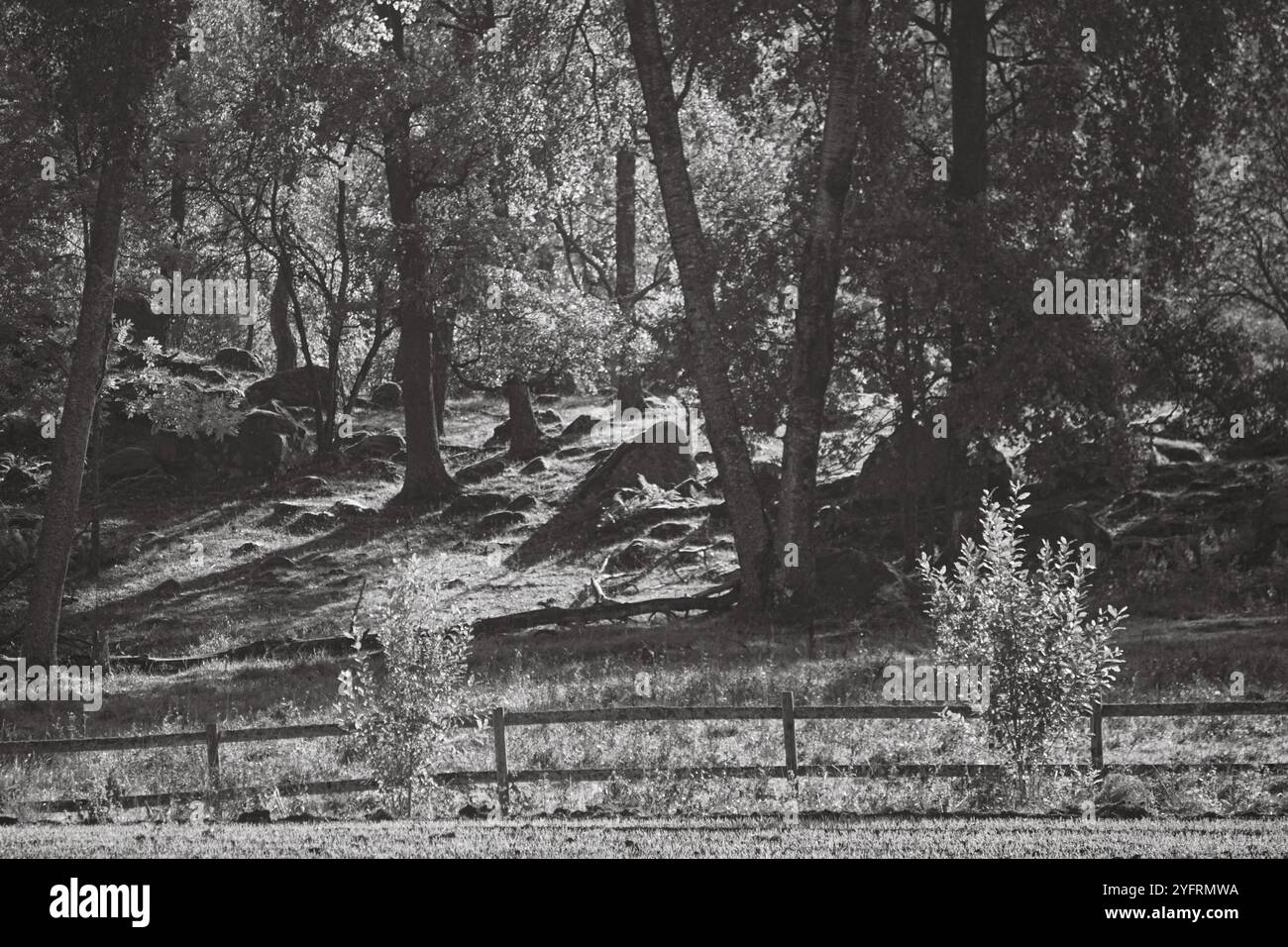 Trees in a forest in black and white Stock Photo - Alamy