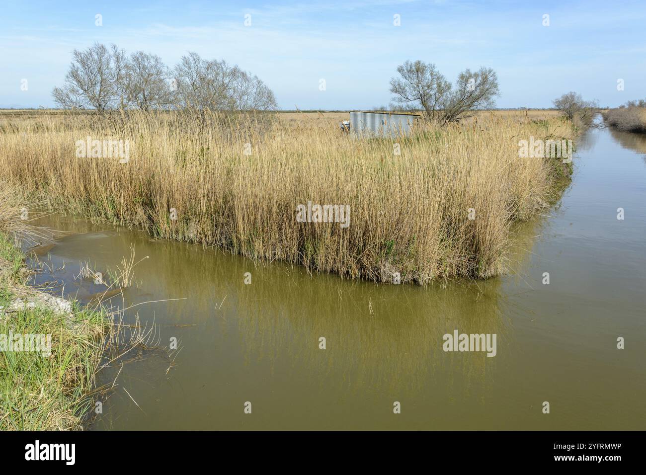 European Reed Beds Reed bed in the Scamandre regional nature reserve Stock Photo - Alamy