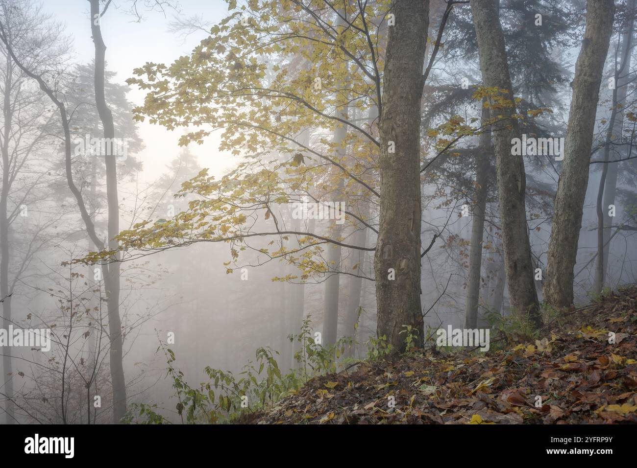 Autumn morning mist in a mountain forest. Alsace, Vosges, France, Europe Stock Photo