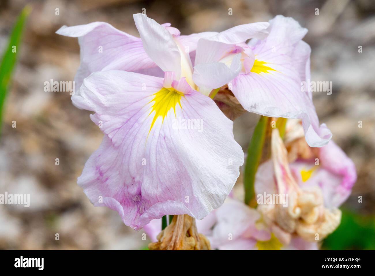 Light pink falls yellow signals evenly blending to soft pink Iris flower Stock Photo