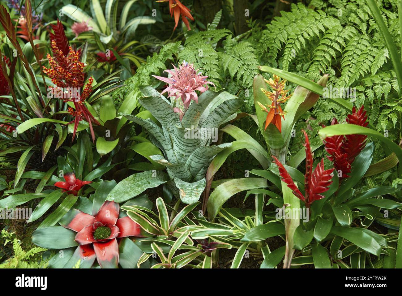 Aechmea Nudicaulis Rubra Bromeliad Live Tropical Plant - Medium Pup, Multicolor
