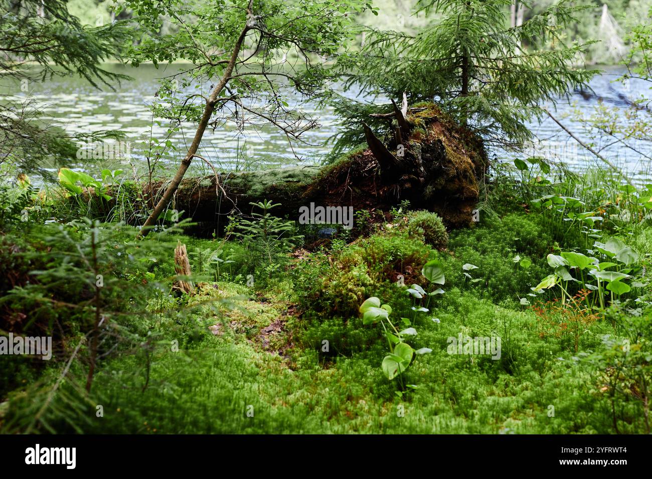 Vibrant background image of nature scene with mossy fallen tree by ...