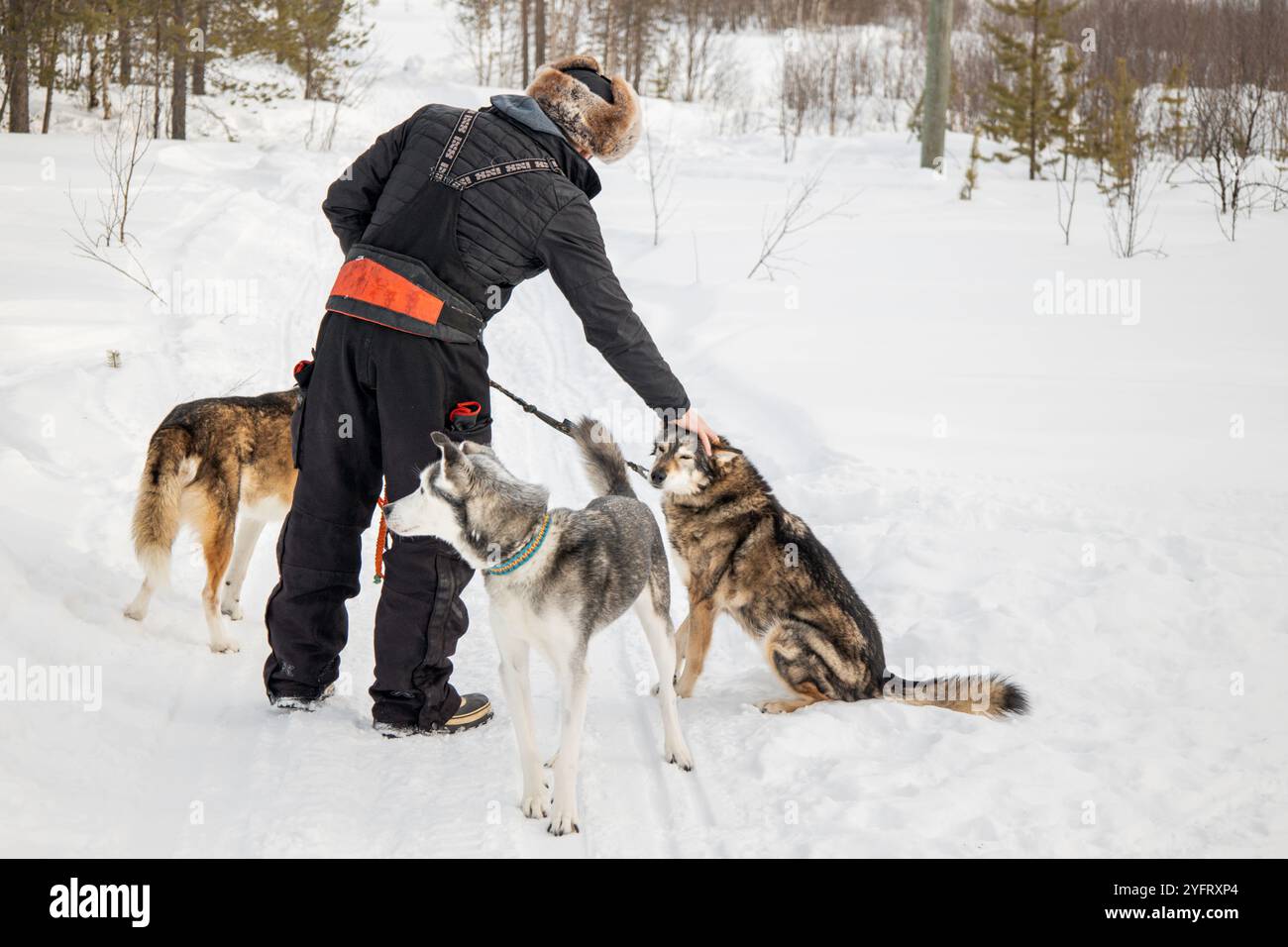 Person petting husky sled dogs on walk at snowy wilderness winter sledding adventure travel, Lapland, bond between man and dog, Enontekiö, Finland Stock Photo