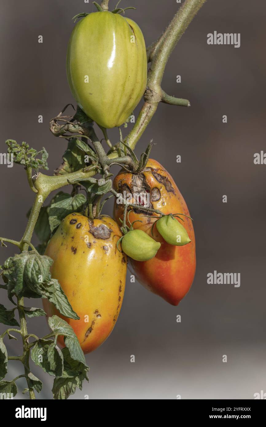 Late ripening tomatoes hi-res stock photography and images - Alamy