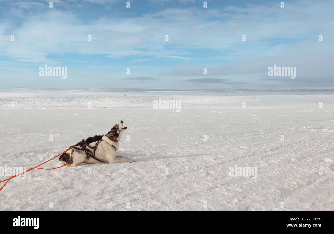 A single Husky sled dog lying on a snowy field, howling, snow in vast remote wilderness of the Finnish Arctic Tundra, Lapland, Enontekiö, Finland Stock Photo
