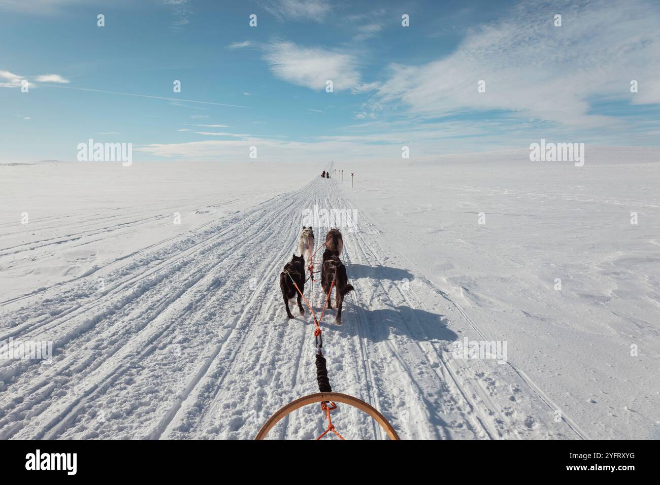 Husky dog sledding tour in Finnish arctic tundra, dog sled team mushing adventure across vast snowy wilderness landscape, lapland, Enontekiö, Finland Stock Photo