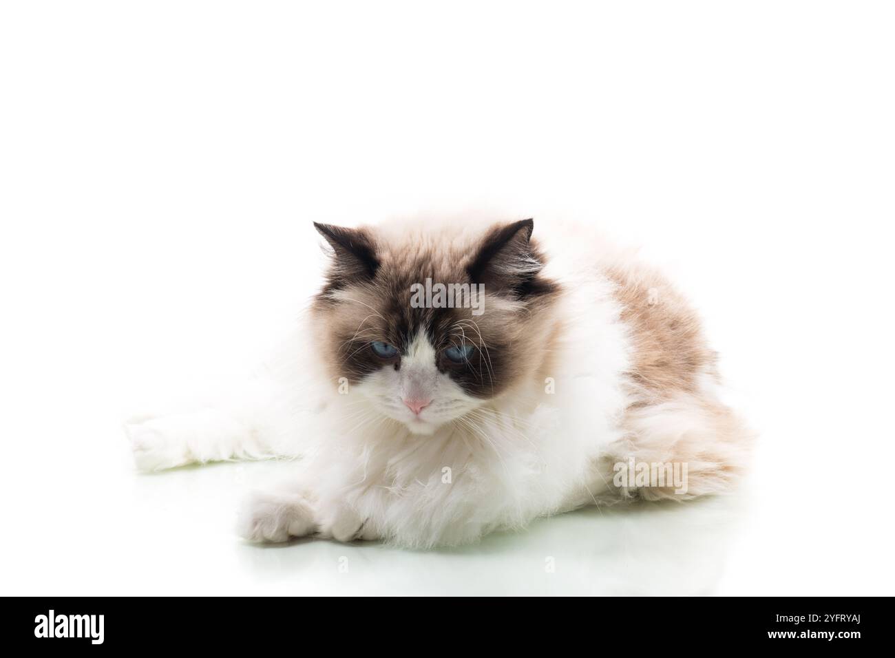 Happy beautiful Ragdoll cat isolated on white background Stock Photo ...