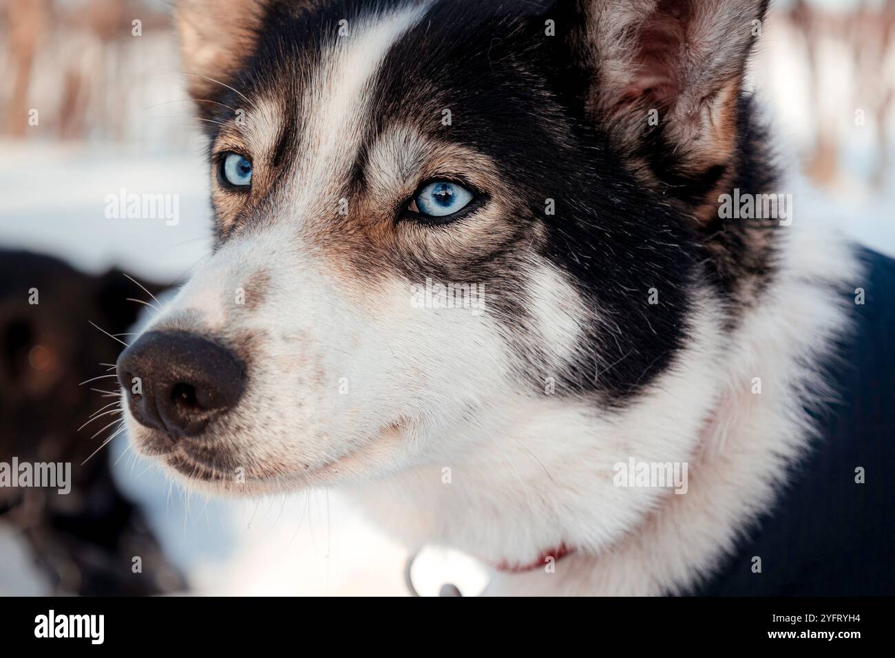 Beautiful Alaskan husky sled dog, a closeup portrait with icy bright blue eyes in the snow in winter, Finnish lapland, Enontekiö, Finland Stock Photo