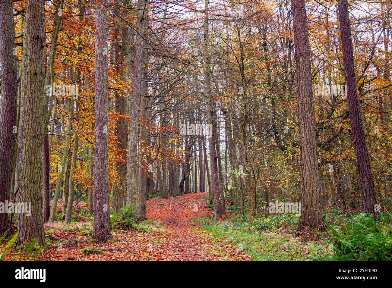 Dundee, Tayside, Scotland, UK. 5th Nov, 2024. UK Weather: The misty and wet autumn weather enhances natural splendour of Dundee Templeton Woods. Leaves are falling and the ground cover of the leaves from the trees make a stunning display of seasonal colours throughout the woodland in Scotland. Credit: Dundee Photographics/Alamy Live News Stock Photo