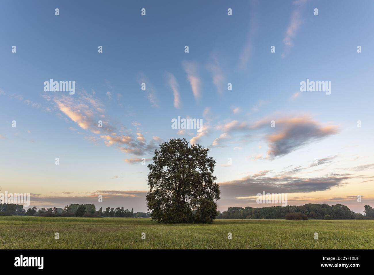 Large lonely oak tree hi-res stock photography and images - Alamy