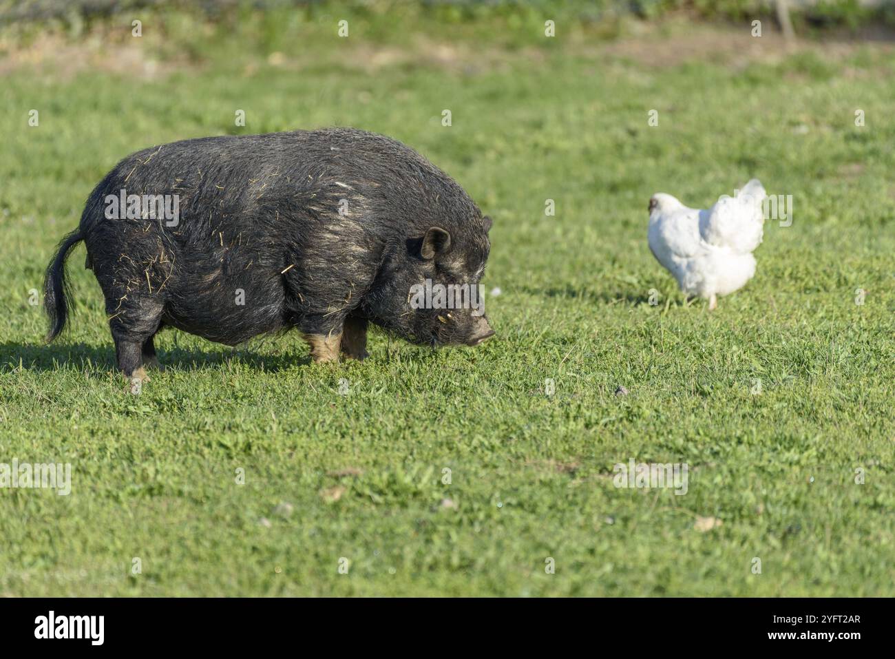 Black Asian pig in a pen in a village in spring. France Stock Photo