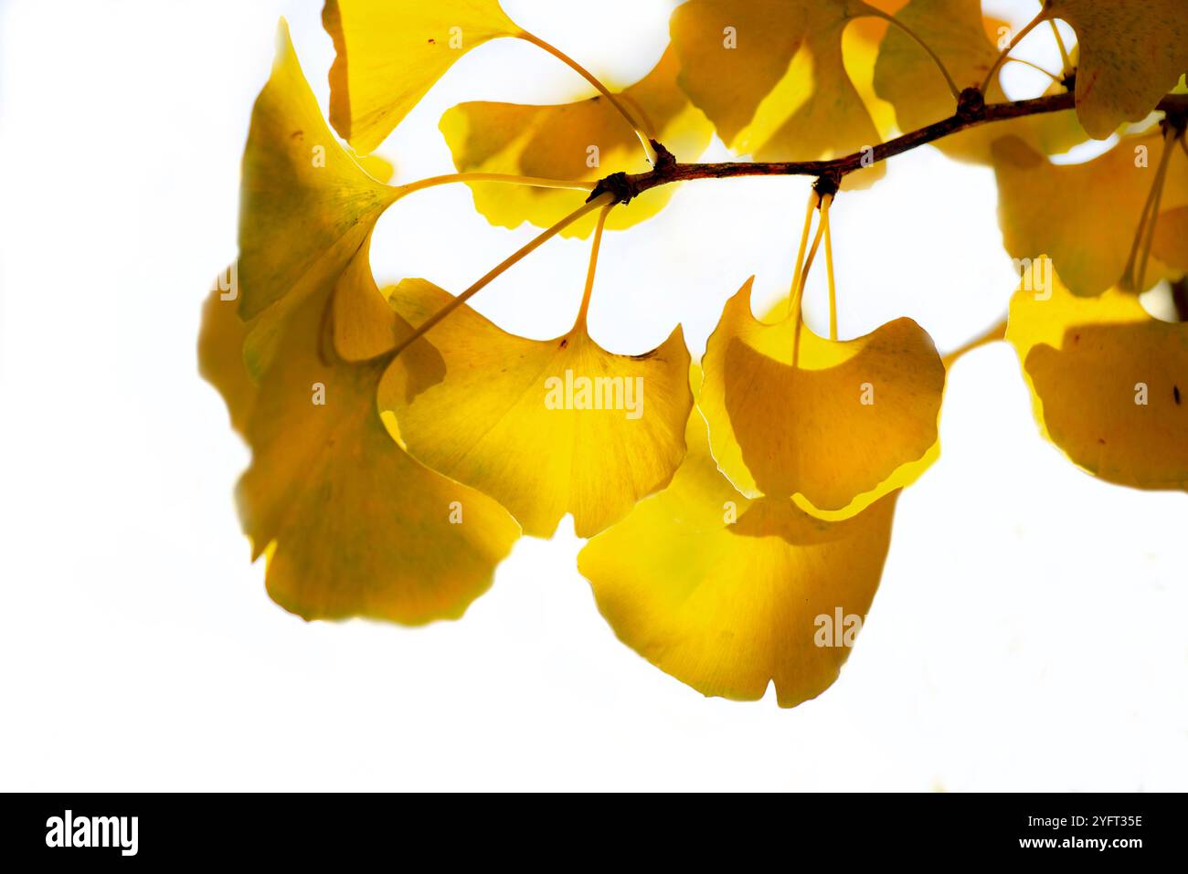 Gingko tree in autumn hi-res stock photography and images - Alamy