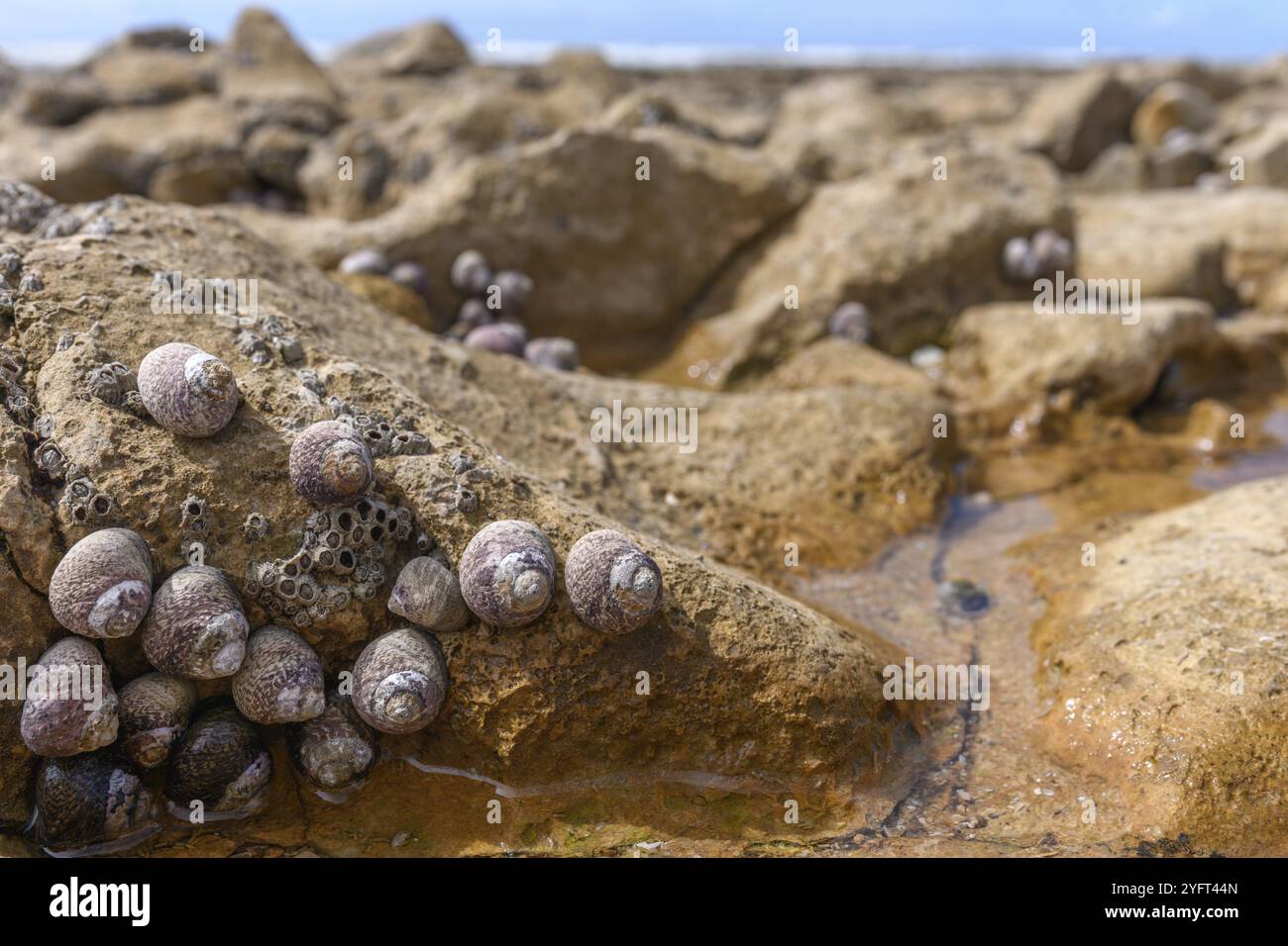 Sea Shell Rocks Closeup shot rocks seashells hi-res stock photography and images - Alamy