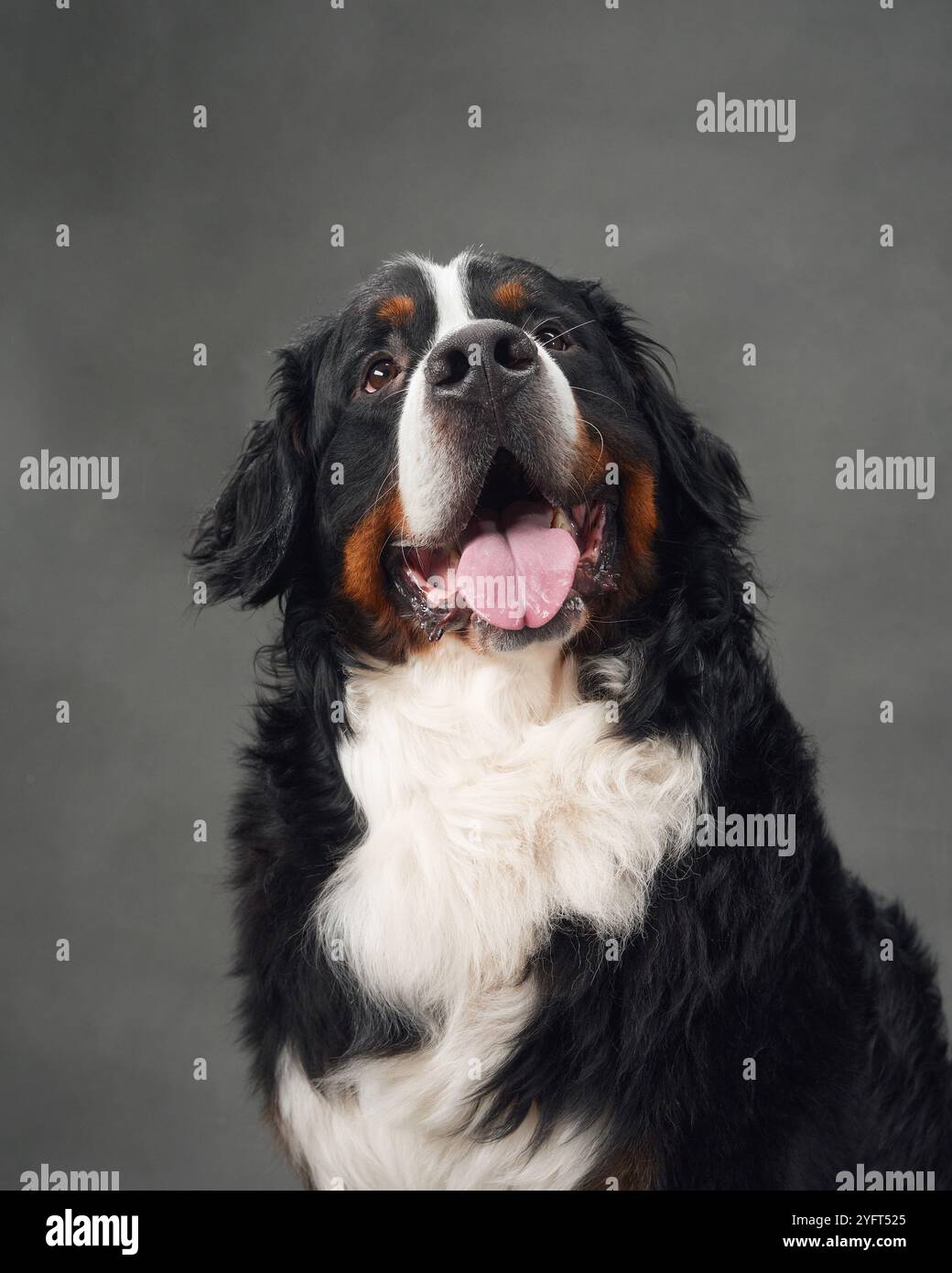 A portrait of a Bernese Mountain Dog sitting on a gray background with its tongue out. The dog looks content and relaxed. Stock Photo
