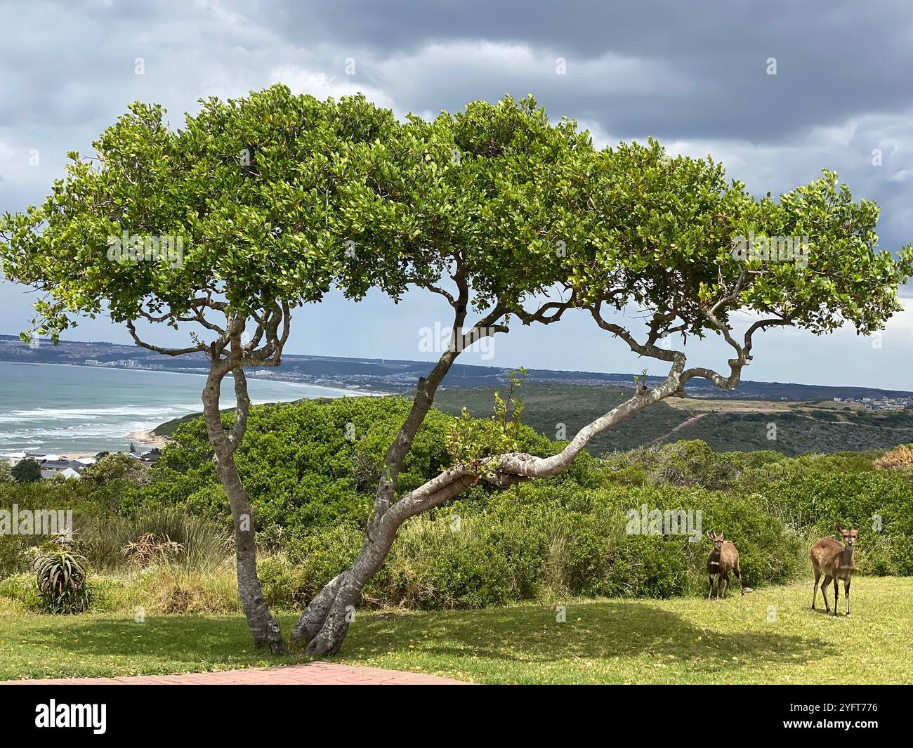 A majestic white stinkwood tree stands tall as two bush bucks graze beneath, surrounded by shrub land. Grey clouds part as the sun breaks through - Smartphone Captured Stock Image