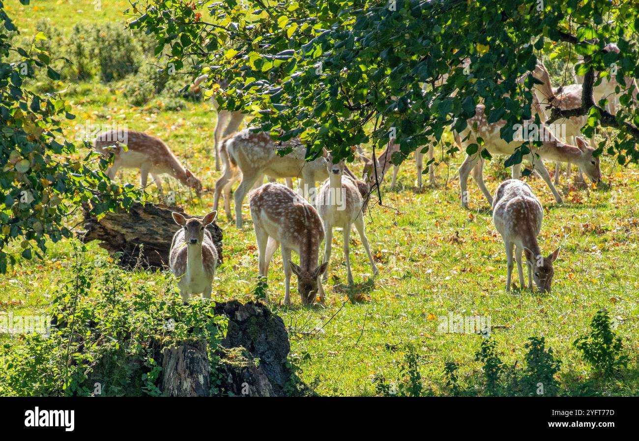 Fallow deer, Milnthorpe, Cumbria. UK Stock Photo