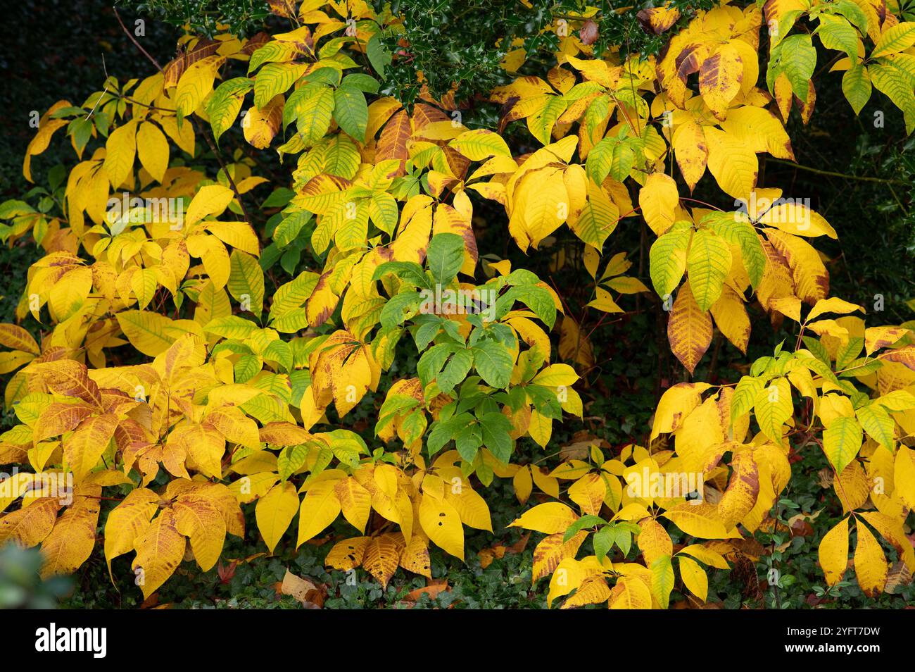 A Bottlebrush buckeye bush in Autumn colours,  Arnside, Milnthorpe, Cumbria, UK Stock Photo