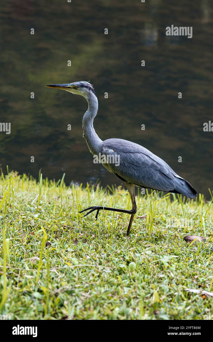 Gray heron in Koishikawa Kōrakuen botanical garden, near Tokyo Dome, Tokyo, Japan © Giorgia De Dato Stock Photo