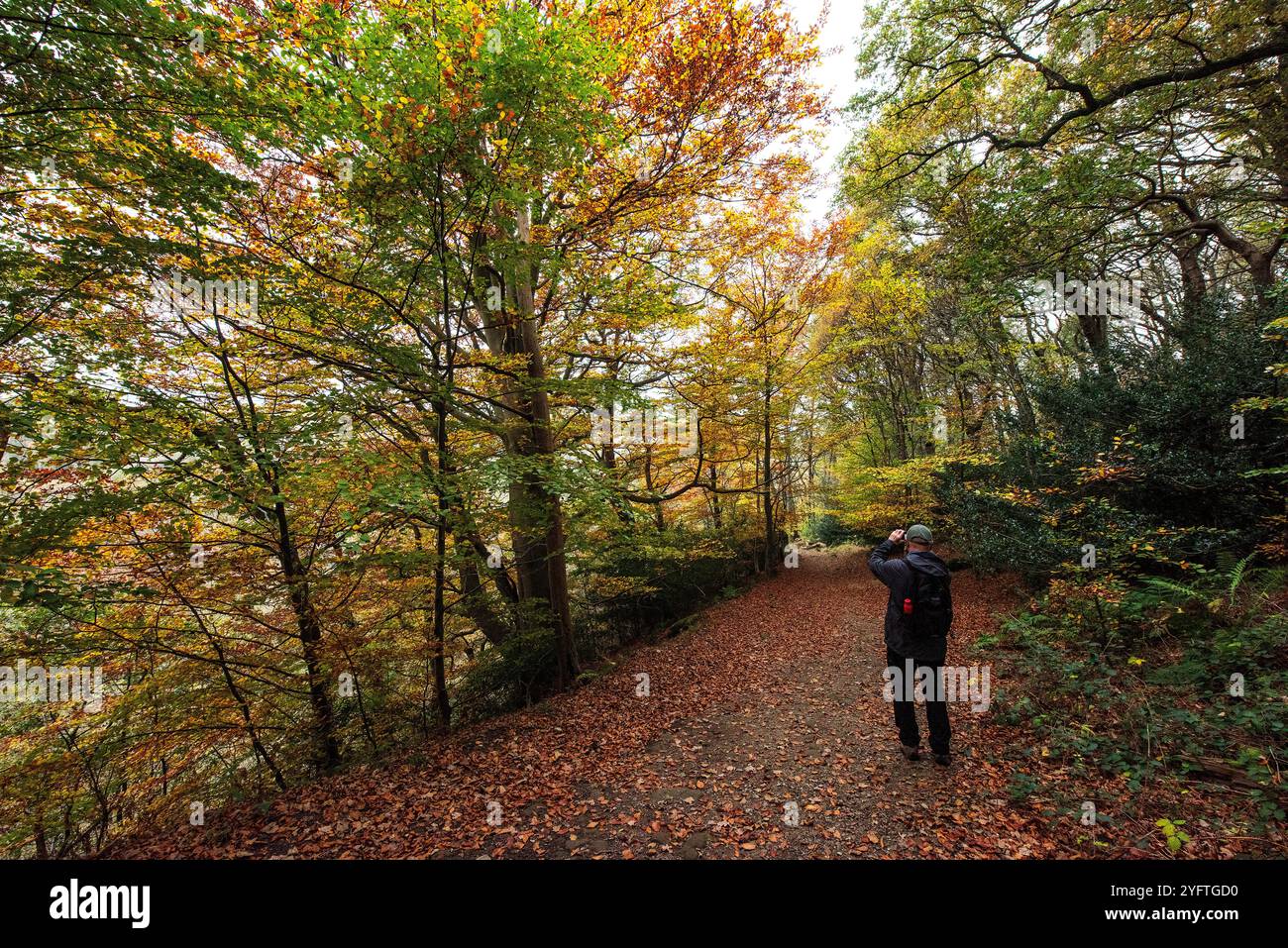 Sneaton Forest, North Yorkshire, UK. 5th November, 2024.  Autumn colours on show in Sneaton Forest, North Yorkshire. Neil Squires/Alamy Live News Stock Photo