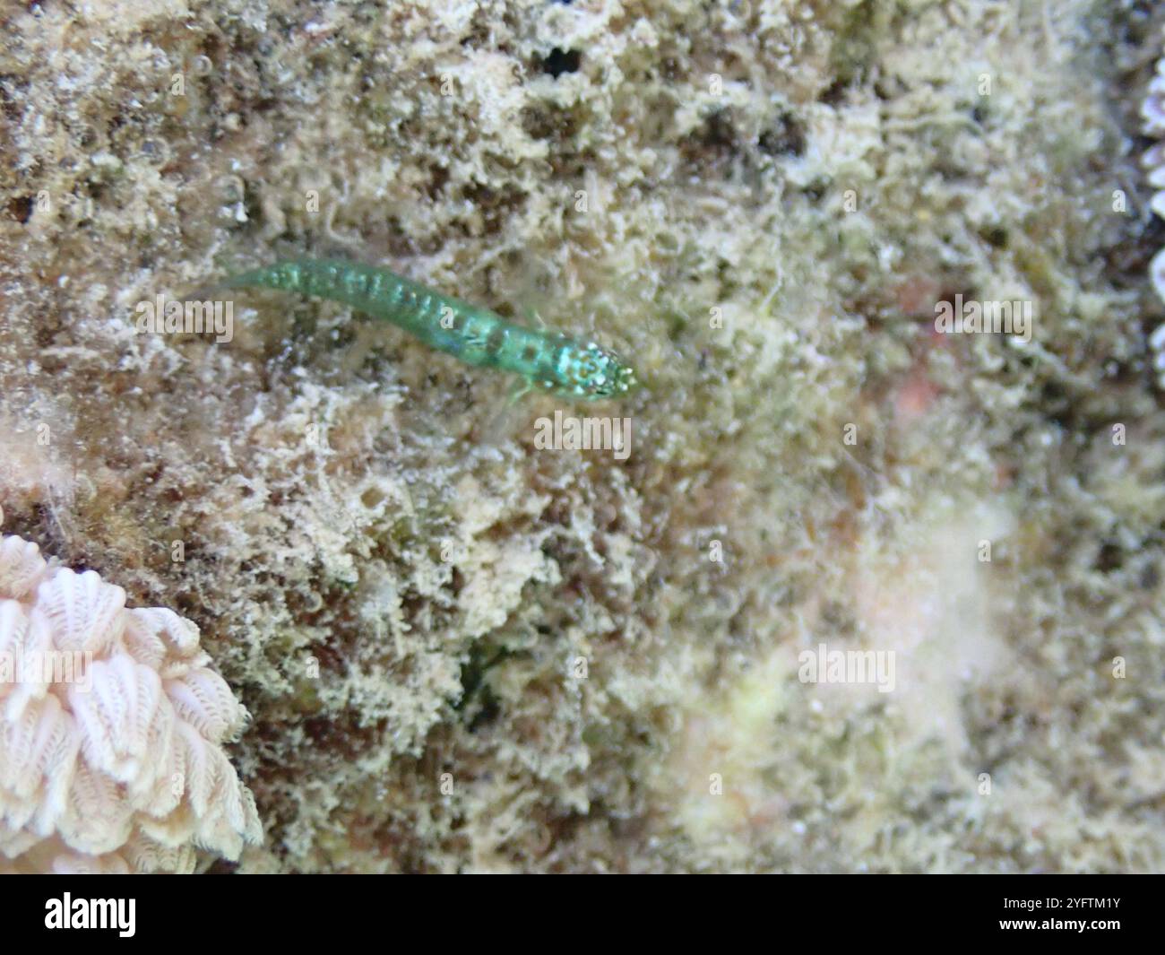 Emerald dwarf goby fish - Eviota smaragdus Stock Photo