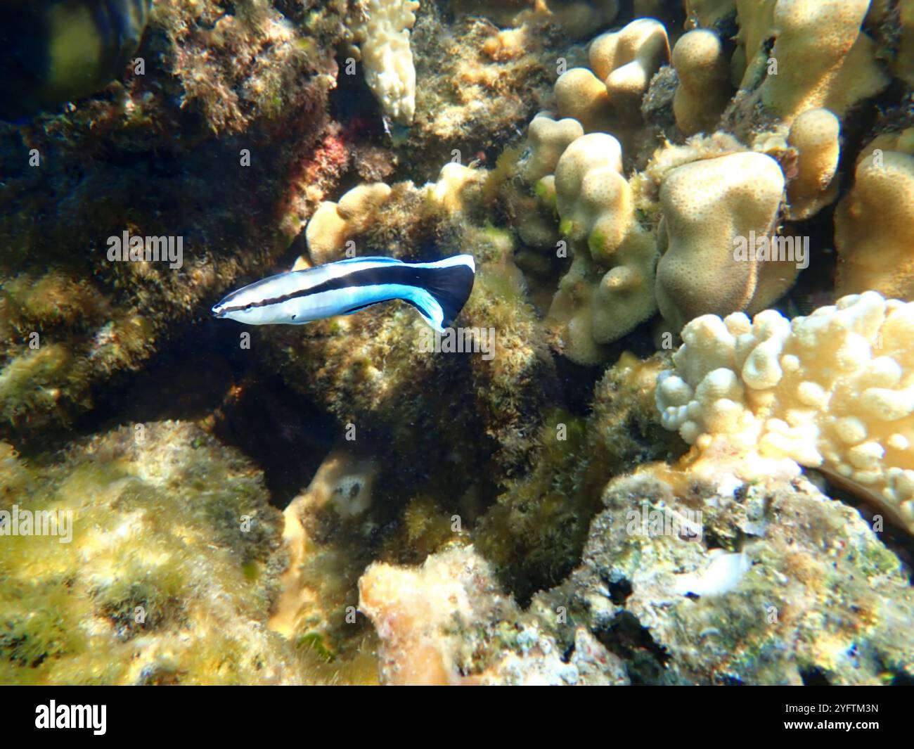 Bluestreak cleaner wrasse (Labroides dimidiatus), underwater photography Stock Photo