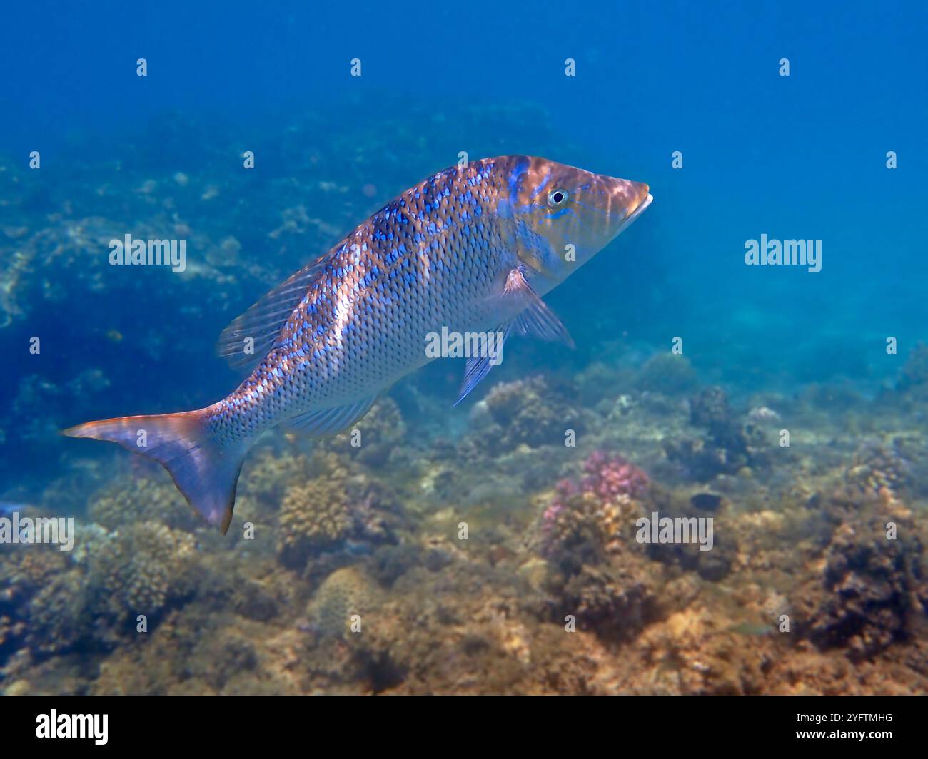 Tropical spangled emperor fish hi-res stock photography and images - Alamy