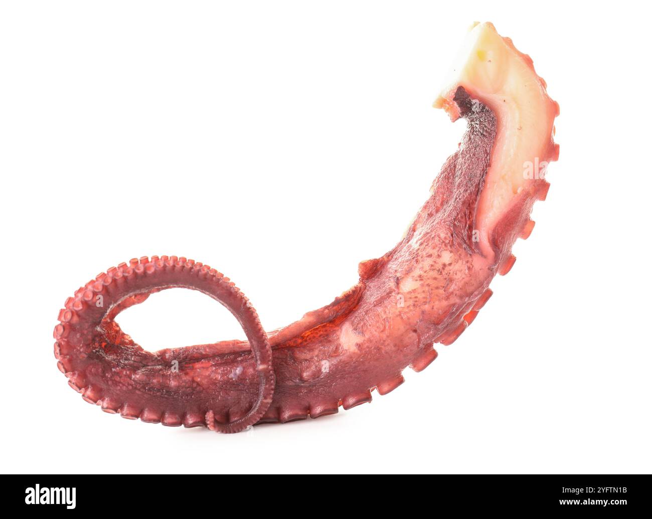 One raw octopus tentacle isolated on white Stock Photo - Alamy