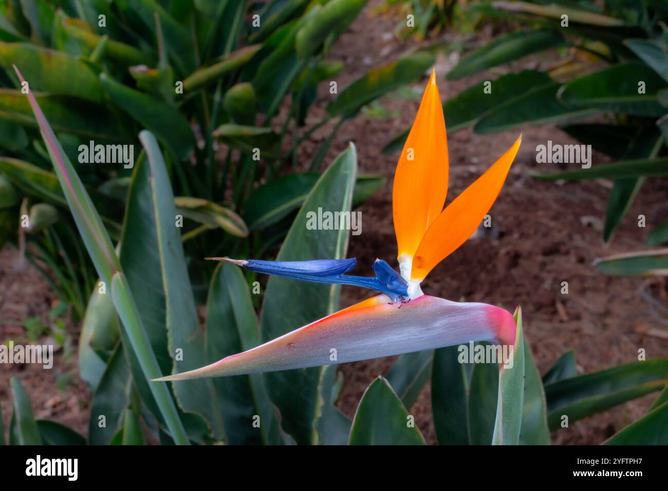 Strelitzia bird paradise flower ants hi-res stock photography and images -  Alamy