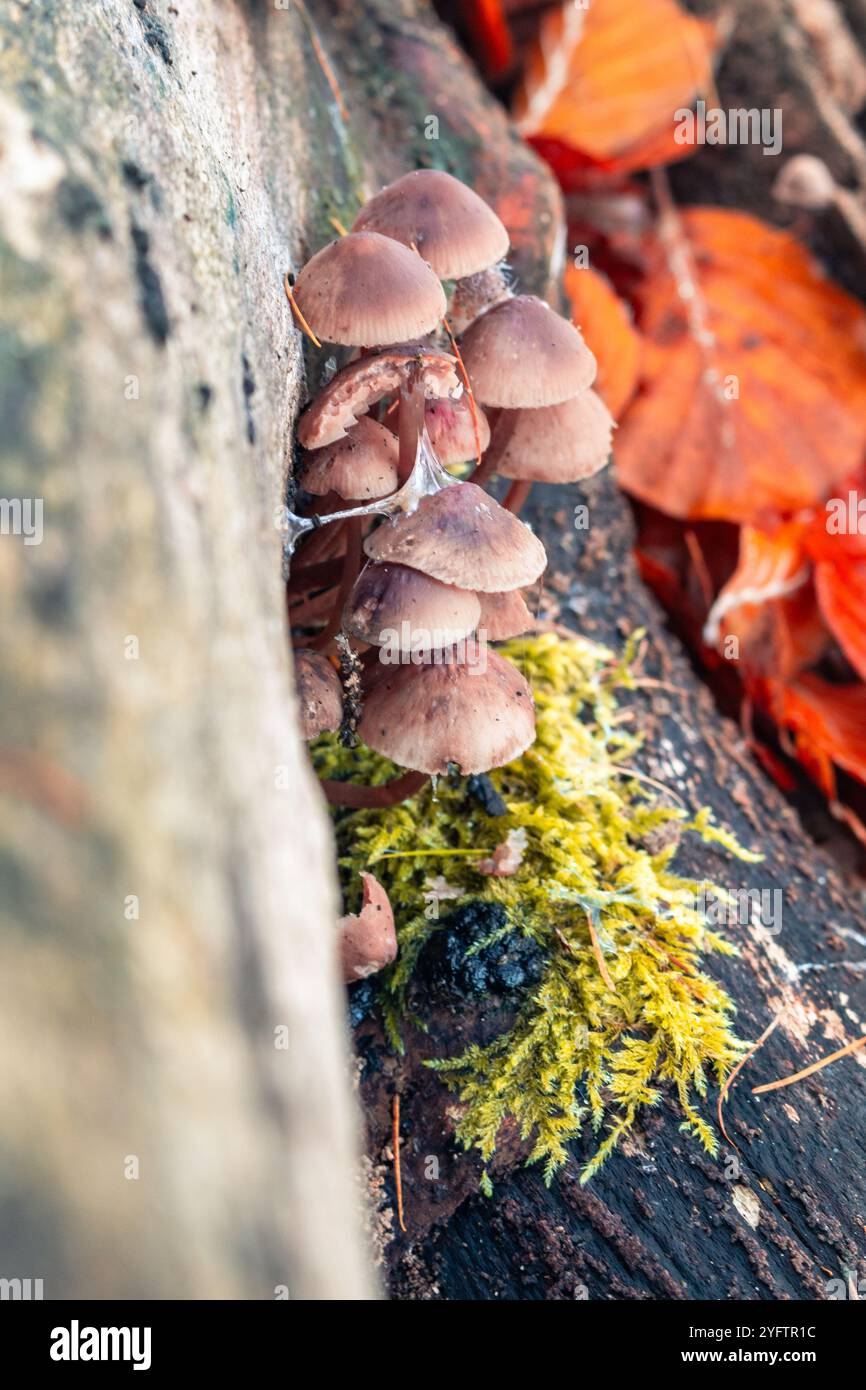 Brown mushrooms growing on a log in the forest Stock Photo