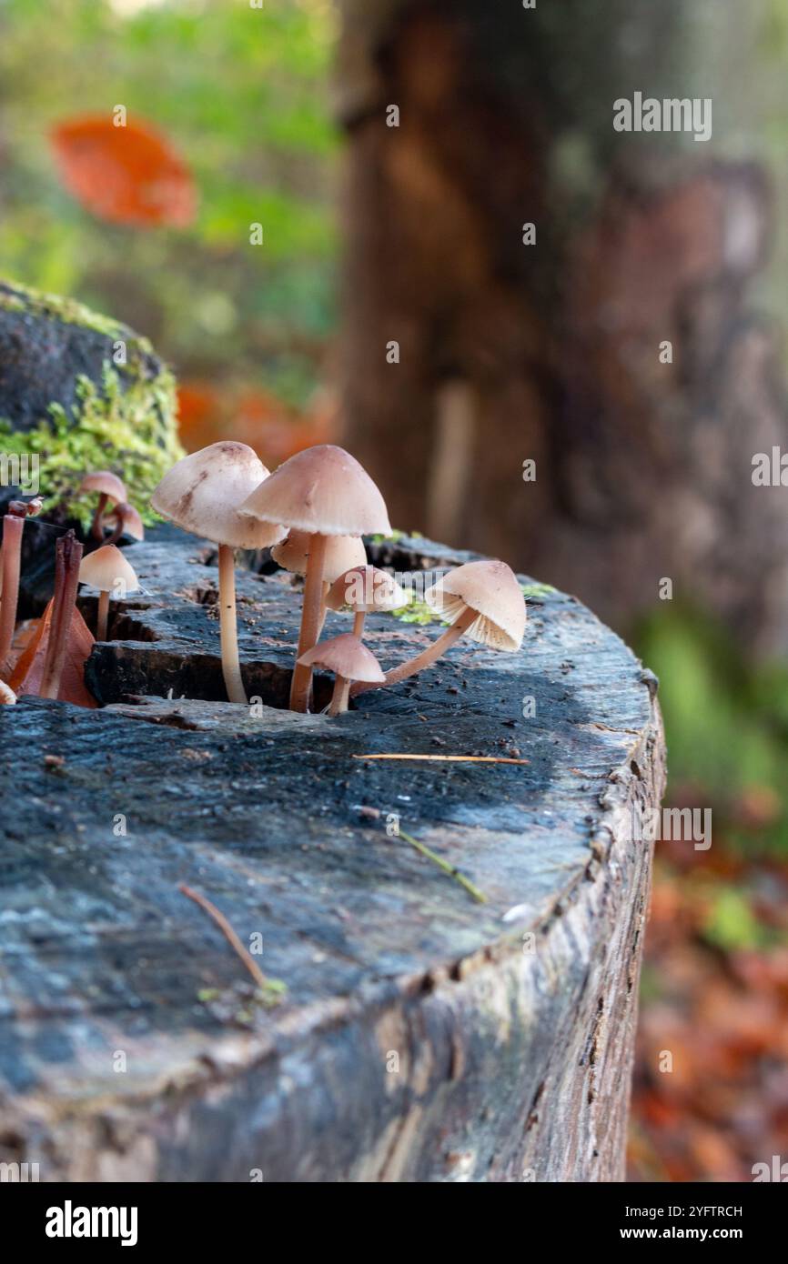 Small mushrooms growing out of a tree stump Stock Photo - Alamy