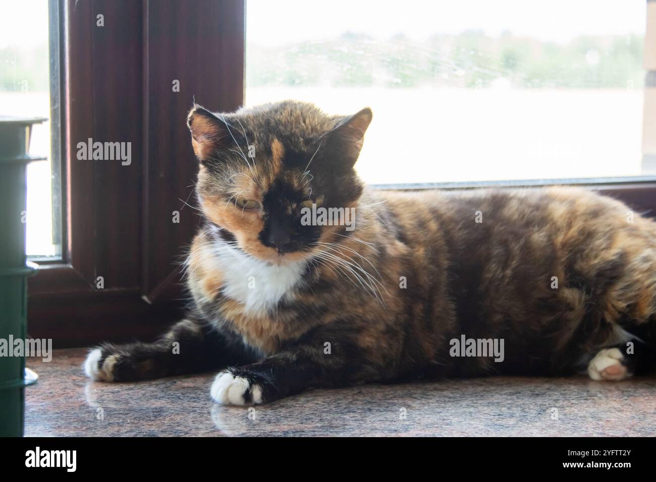 A beautiful calico cat is comfortably laying on a sunlit window sill ...