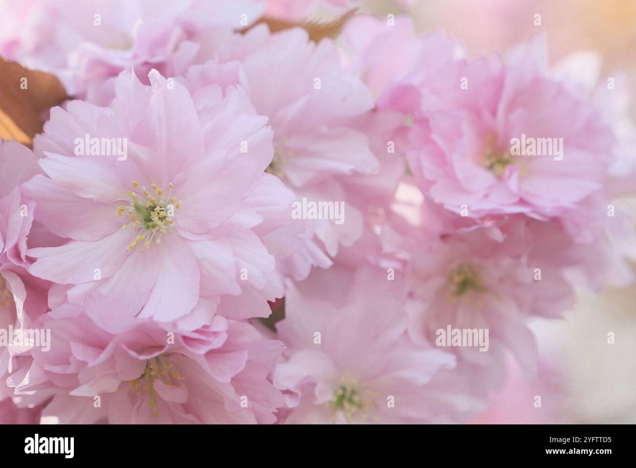 Photograph of japanese flowers hi-res stock photography and images - Alamy