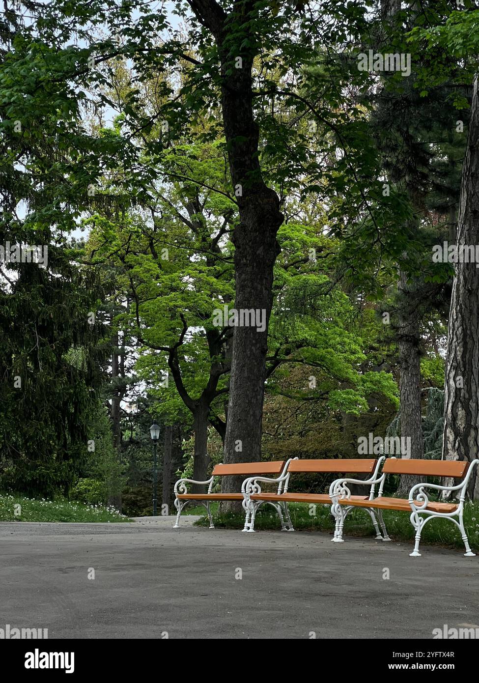 Wooden park benches line a shaded walkway under tall, leafy trees, creating a peaceful spot for relaxation - Smartphone Captured Stock Image