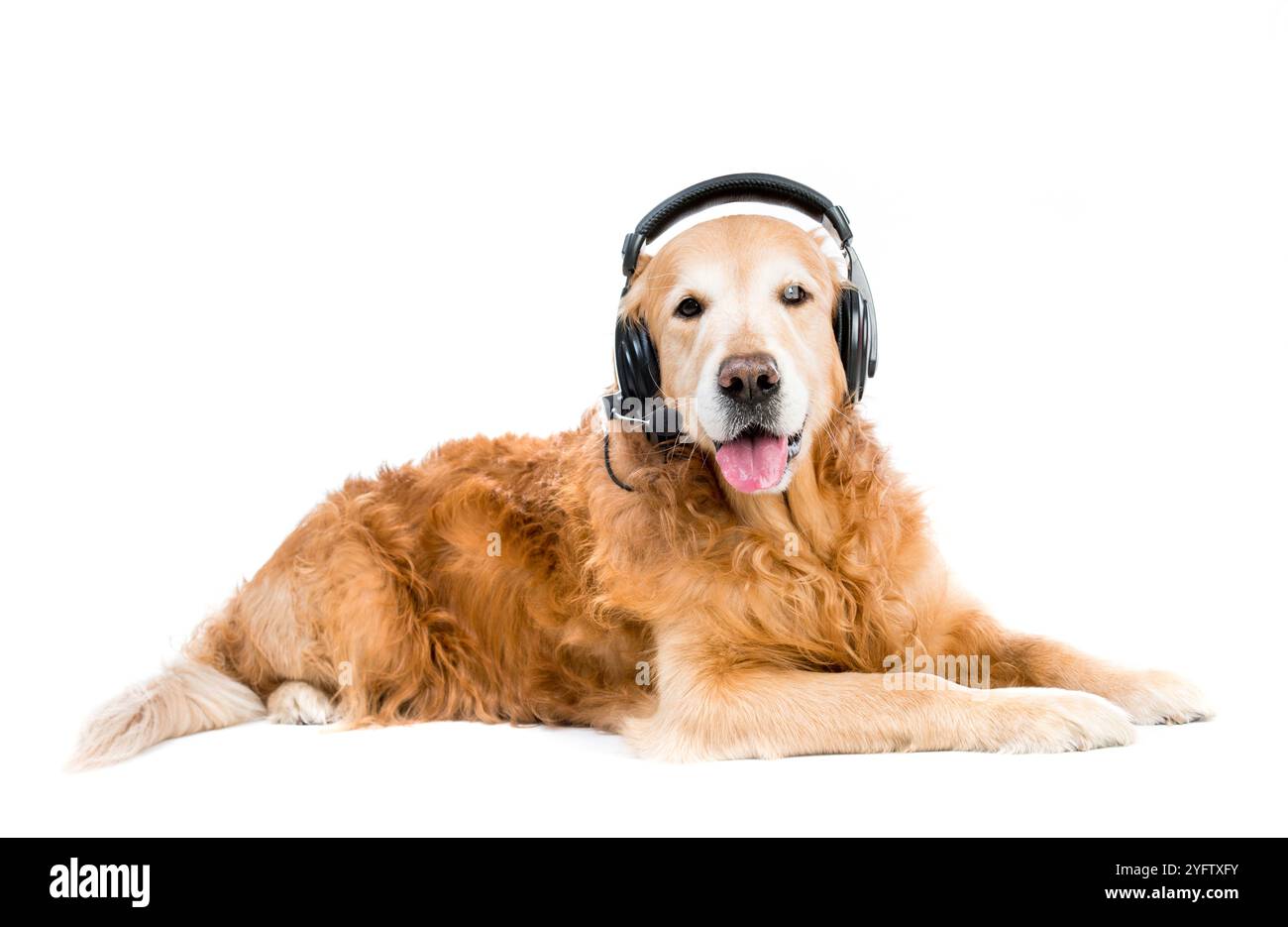 red retriever with headset lying on the floor Stock Photo