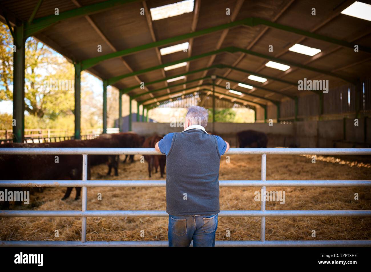 Rear view of dairy cattle hi-res stock photography and images - Alamy