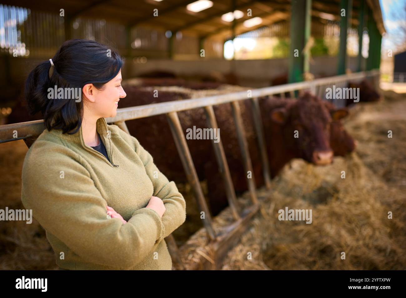 Farmer checking on his cattle hi-res stock photography and images - Alamy