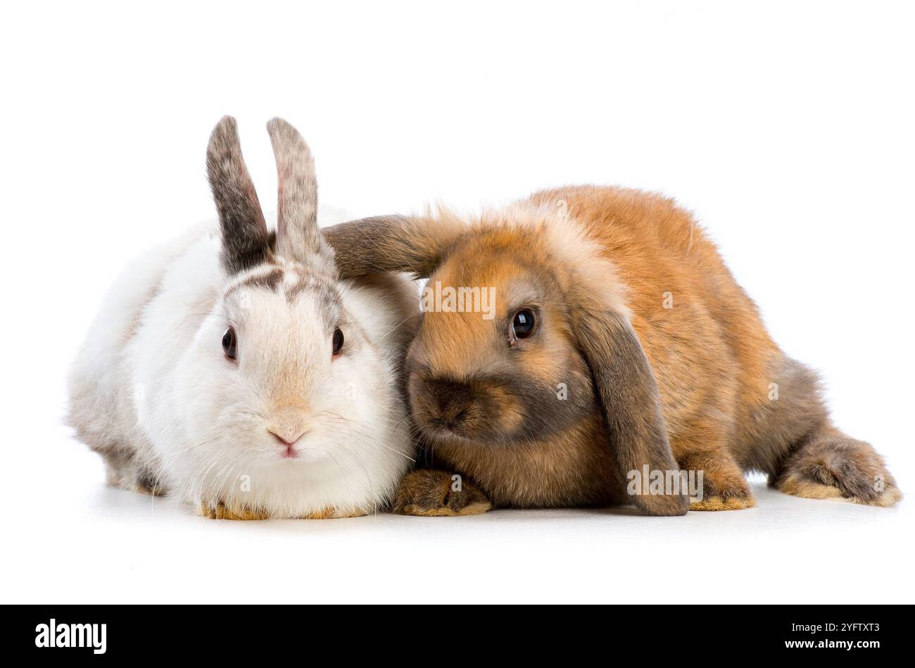 Two ears for two rabbits Cut Out Stock Images & Pictures - Alamy