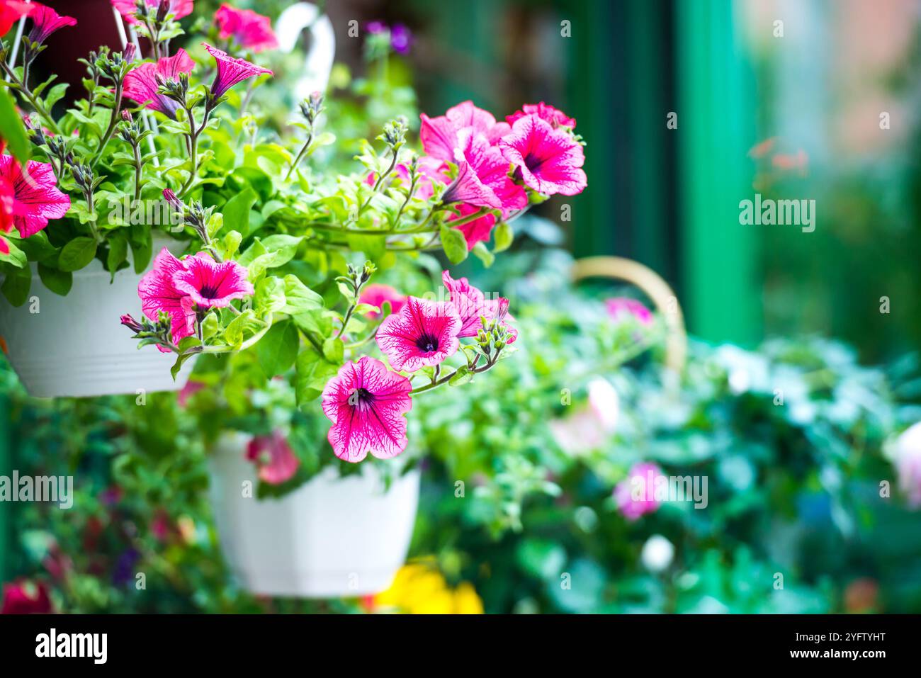 Spring flowers beautiful colorful hi-res stock photography and images ...