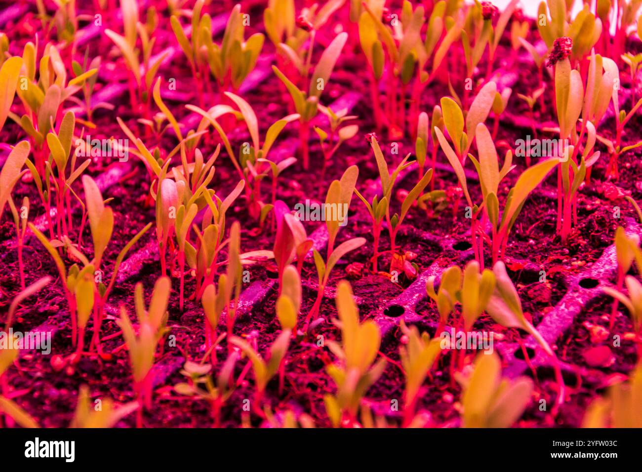 Herbs and vegetables grow under special LED lights belts in aquaponics ...