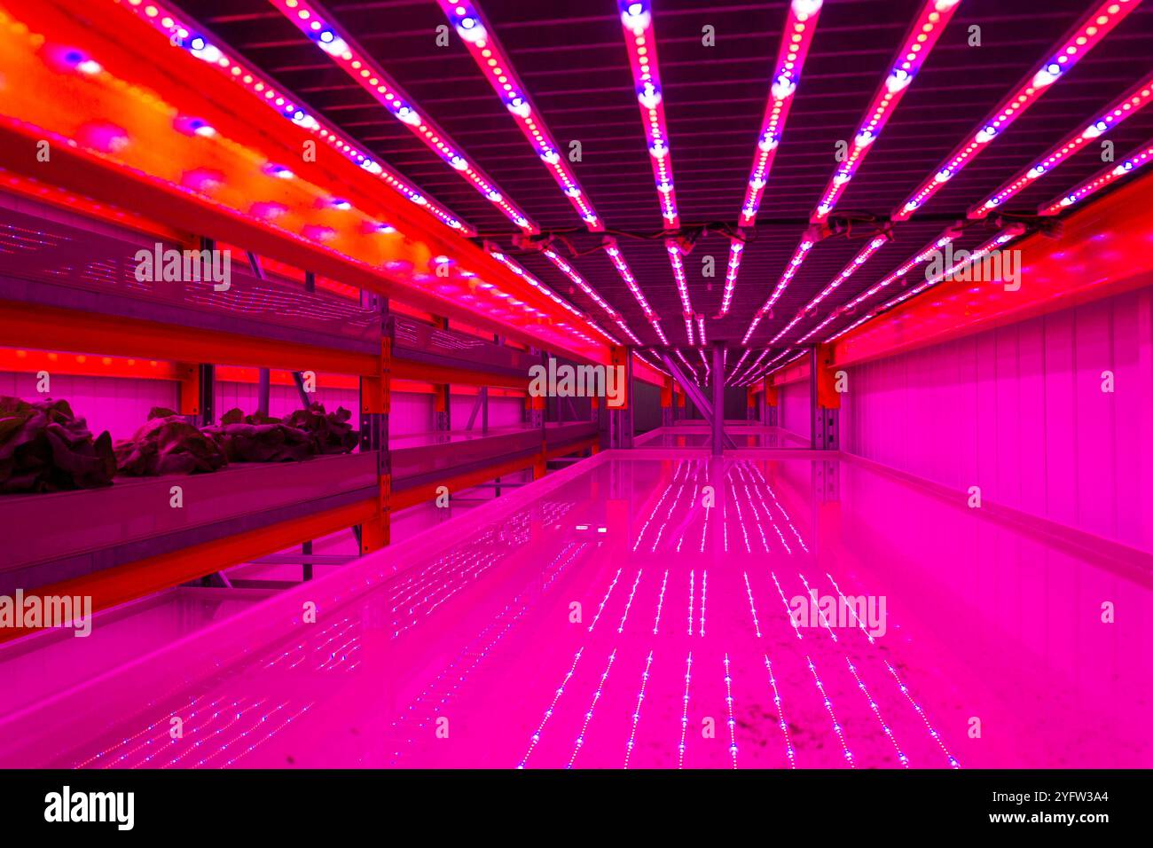 Racks for growing herbs and vegetables under special LED lights belts ...