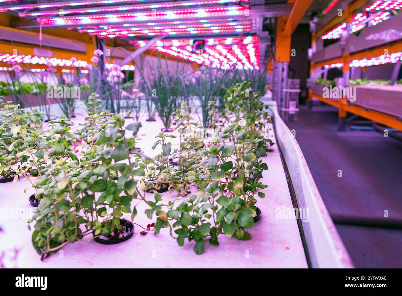 Racks for growing herbs and vegetables under special LED lights belts ...