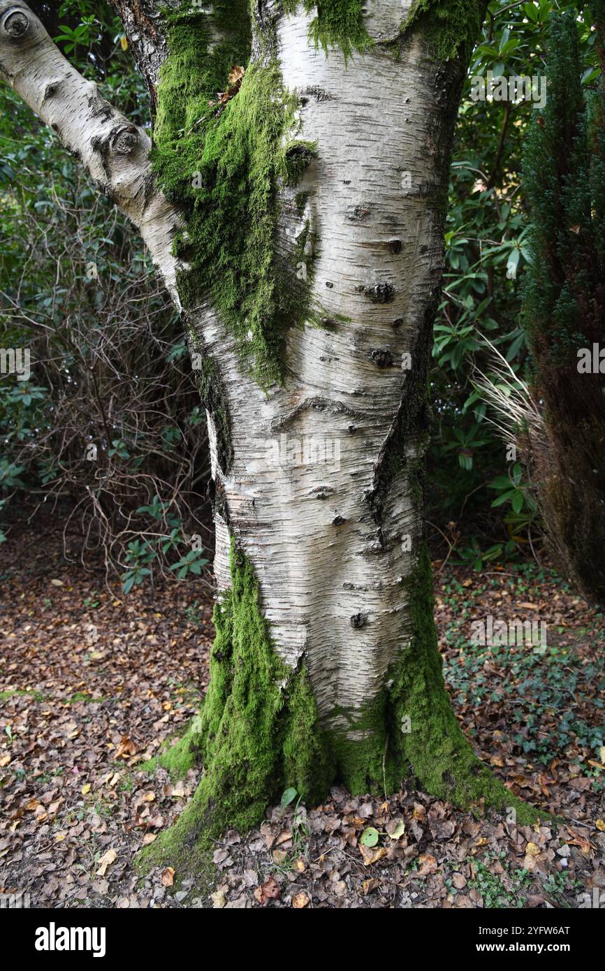 Moss on silver birch Stock Photo